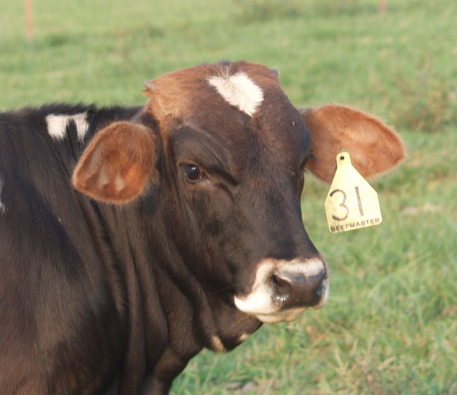 beefmaster