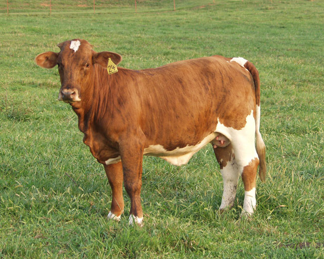 beefmaster