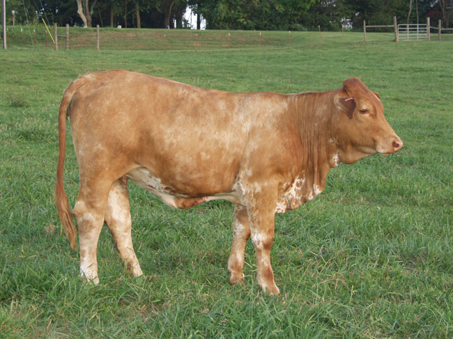 beefmaster