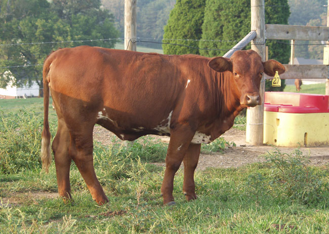 beefmaster
