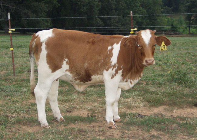 beefmaster