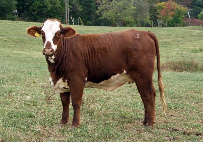 beefmaster