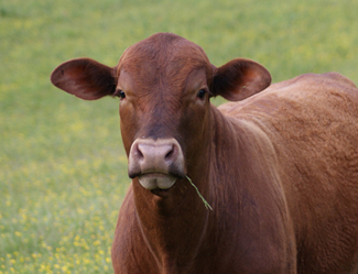 beefmaster